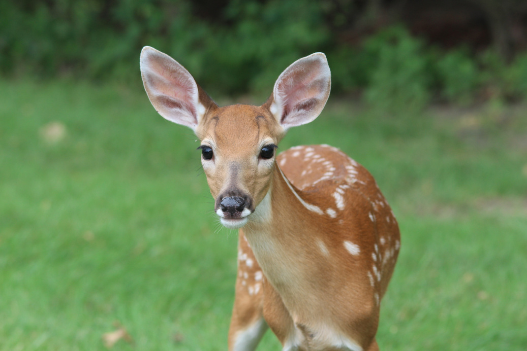 A Deer in A Forest